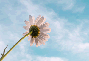 6月4是什么星座