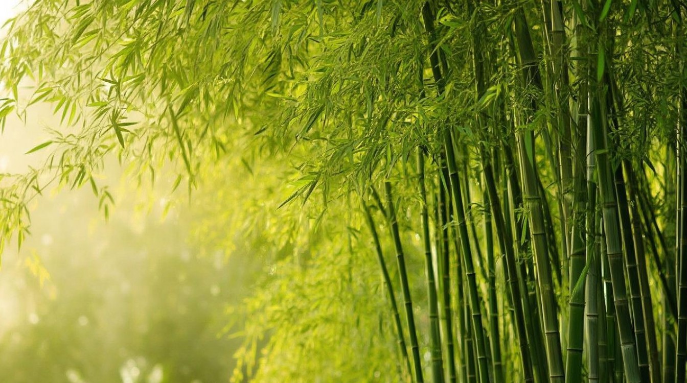孕妇梦到竹林