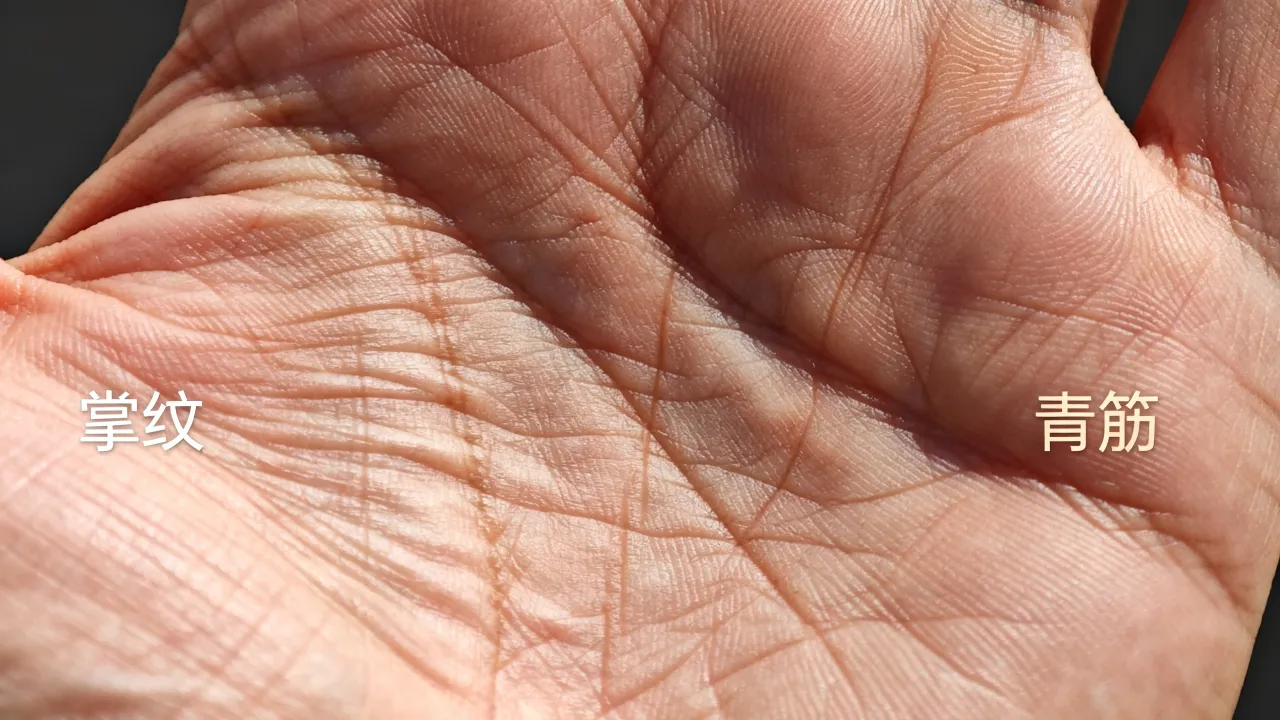 掌心有青筋命运如何,掌纹青筋预示什么,是福是祸? 掌心有青筋命运如何,掌纹青筋预示什么,是福是祸?