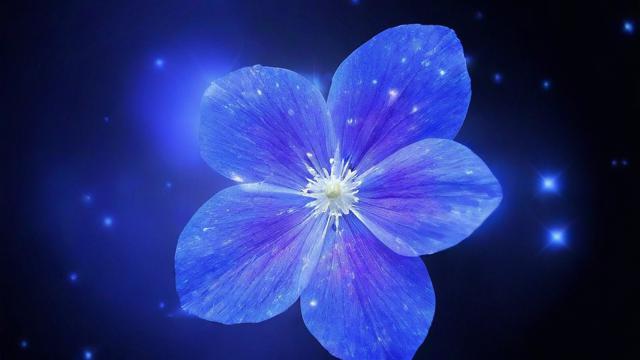 十二星座花语图片大全