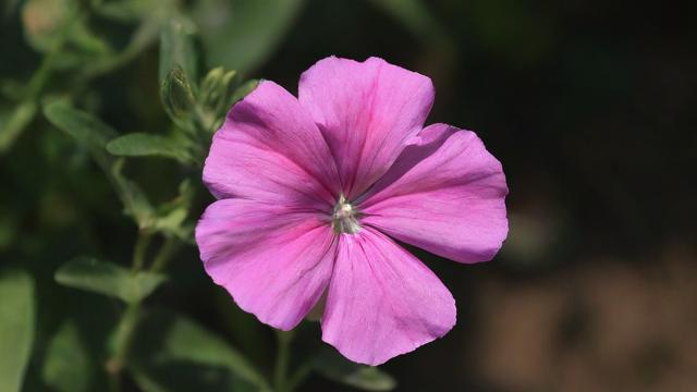 十二星座最喜欢的花