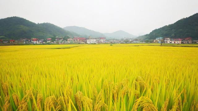 黄子稻星座