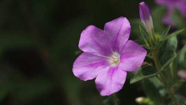 十二星座幸运花是什么