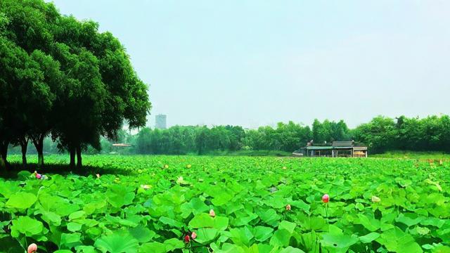 农历6月9日