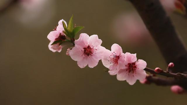 农历三月 花