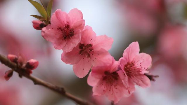 农历三月 花