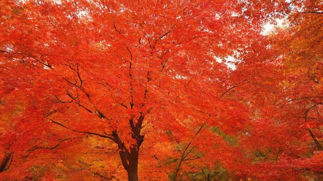 10月24日农历