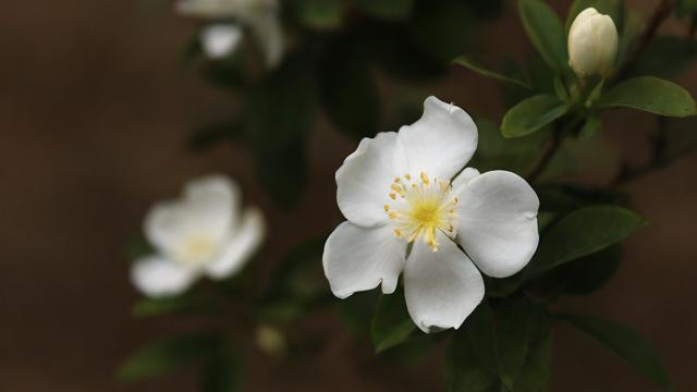 农历四月的花