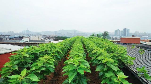 楼顶种桑树的风水