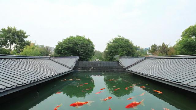 鱼池建在屋顶风水好吗