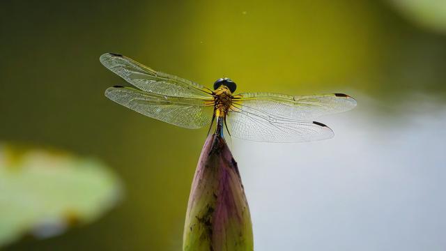 风水蜻蜓点水