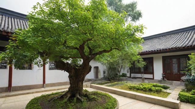 庭院里种什么树风水好