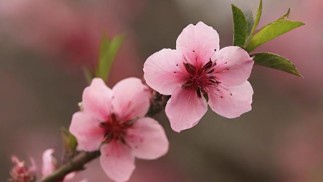 你家风水招桃花