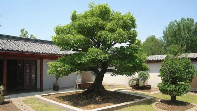 庭院种树6大风水禁忌