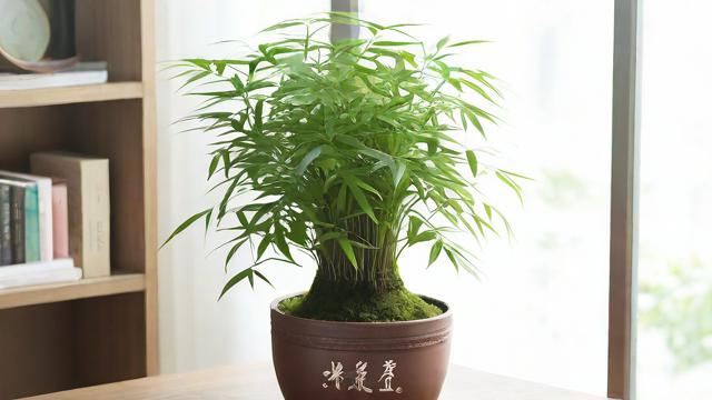 文竹风水摆放禁忌