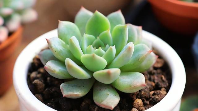 肉肉植物风水