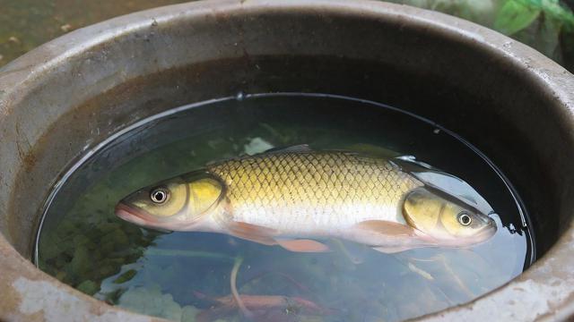 石槽养鱼在阳台风水