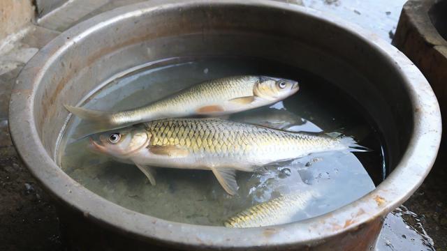 石槽养鱼在阳台风水