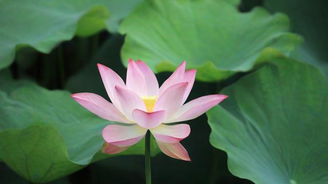 少见莲花风水宝地图片