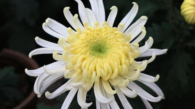 白菊花风水