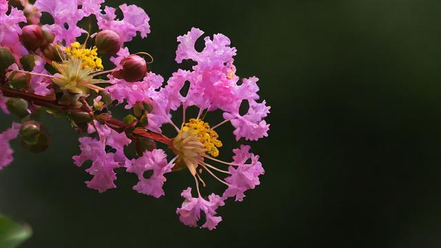 今日紫薇运气