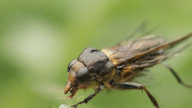 痦子运气