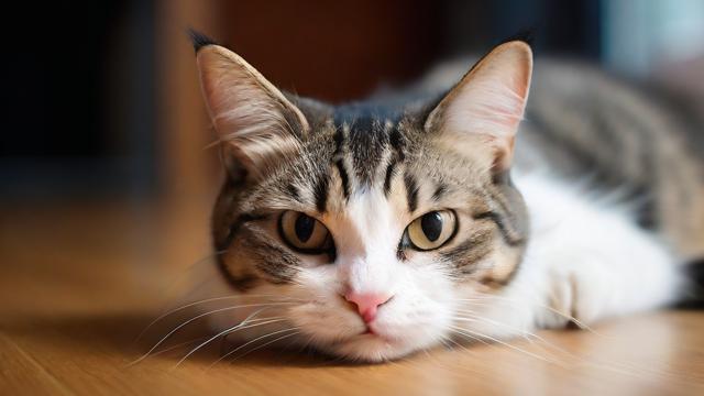 养猫后运气变坏了
