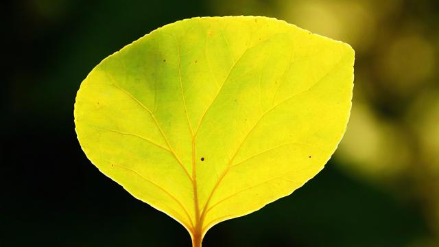 交换吧运气叶芒