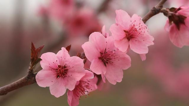 运气换桃花