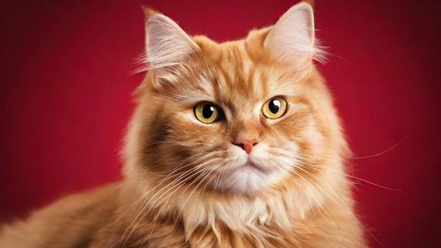 梦到金色猫