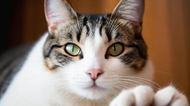 梦到被猫爪