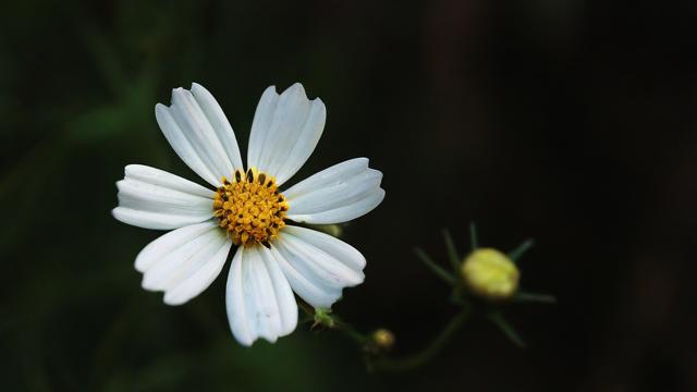 梦到花枯萎