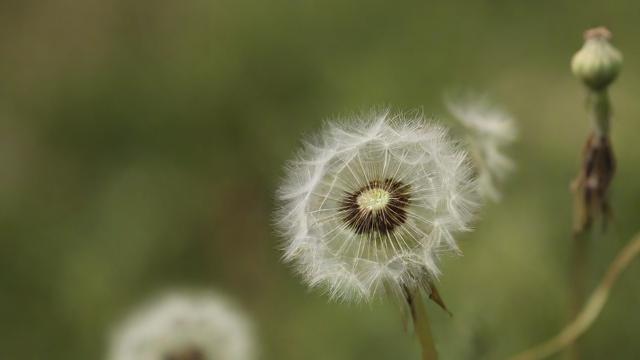 梦到花种子