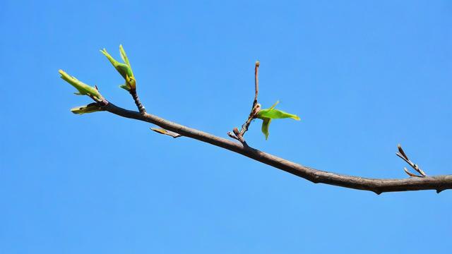 梦到折树枝