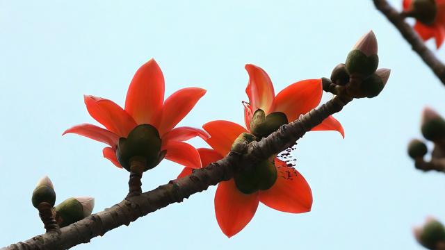 梦到木棉花