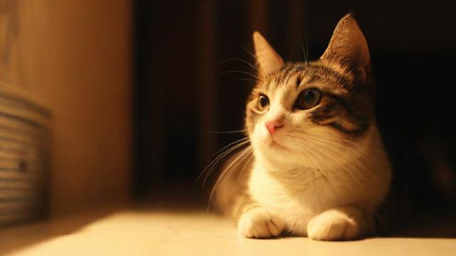 梦里梦到猫