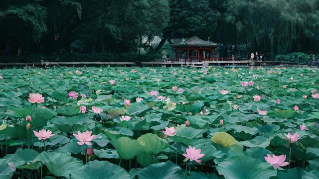 梦到莲花池