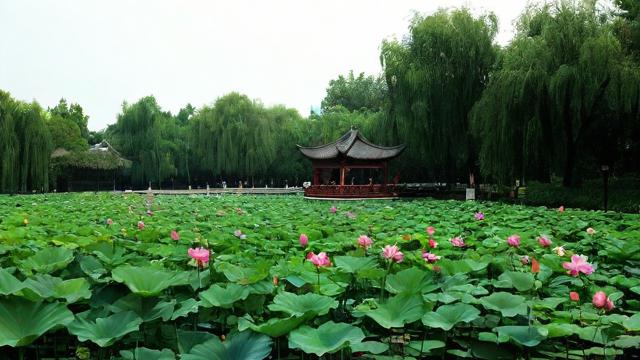 梦到莲花池