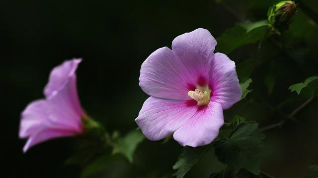 梦到花开是什么意思