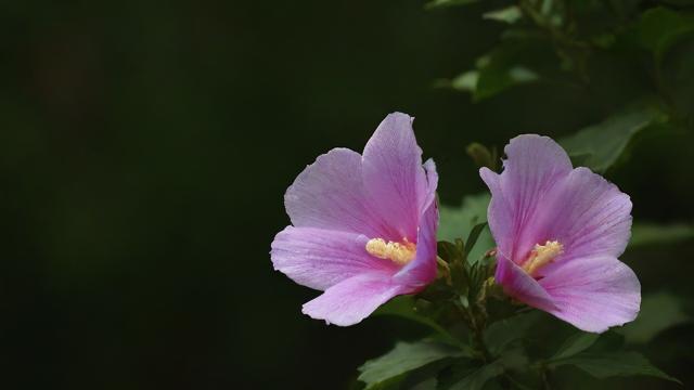 梦到开花了